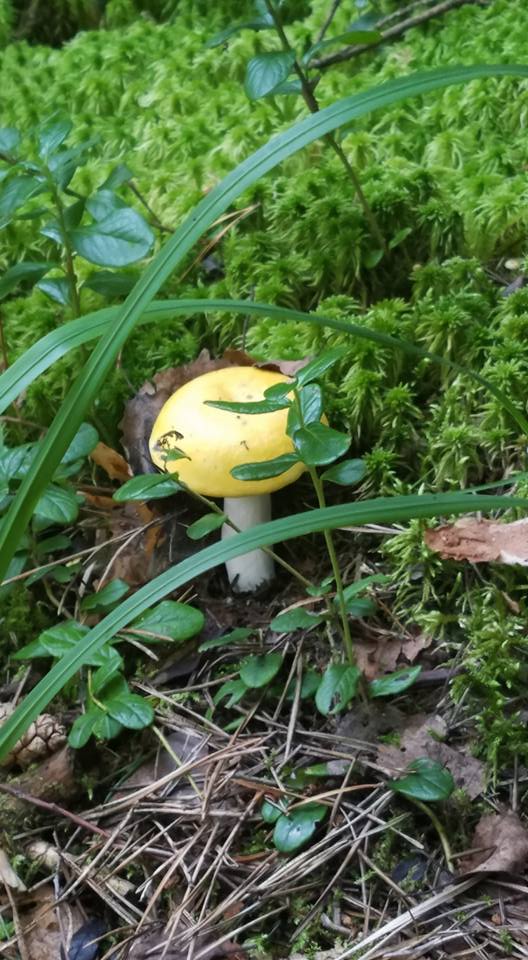 A small mushroom in soft natural light — quiet detail.